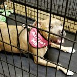 Adopt Me! Sweet Dog Needing Adoption! Adopt a Pet!