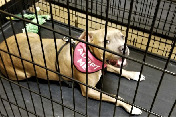 Adopt Me! Sweet Dog Needing Adoption! Adopt a Pet!