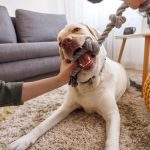 Woman playing with her dog at home using rope toy
