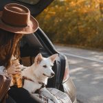 Woman sitting with white dog in car trunk and looking at sunny autumn trees. Road trip with pet